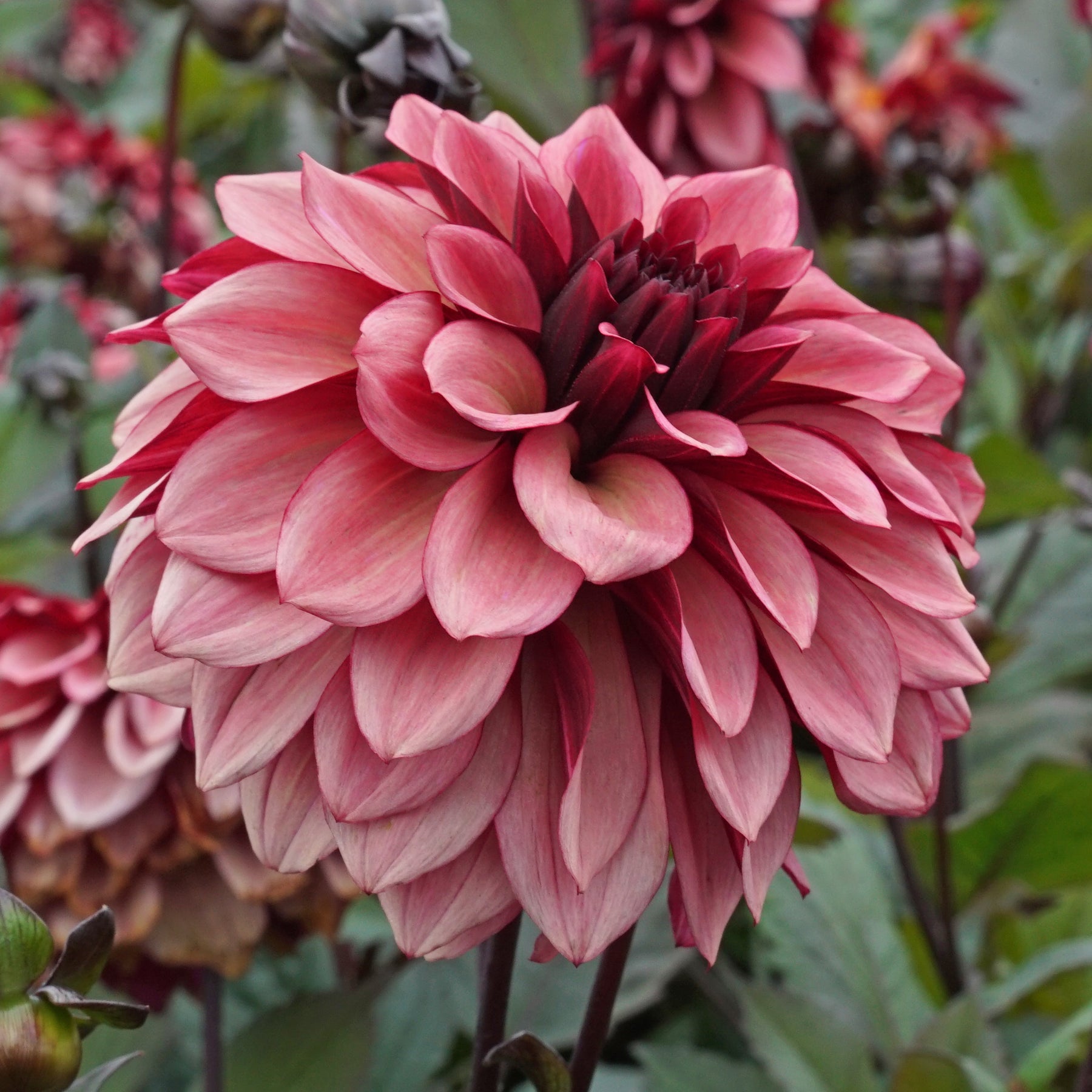 Dahlia Night Silence