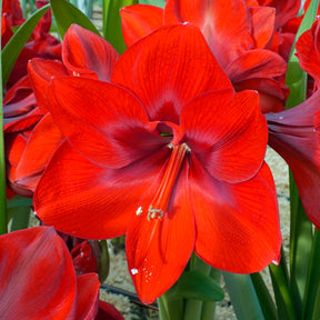 Amaryllis Fireball