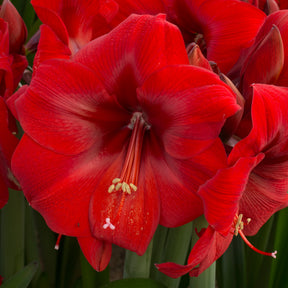 Amaryllis Fireball