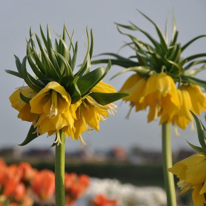 Fritillaria imperialis Maxima Lutea