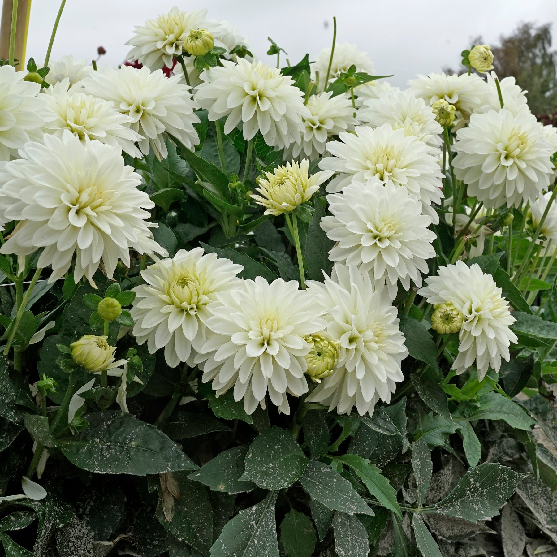 Dahlia Gallery Art Fair