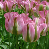 Groenland