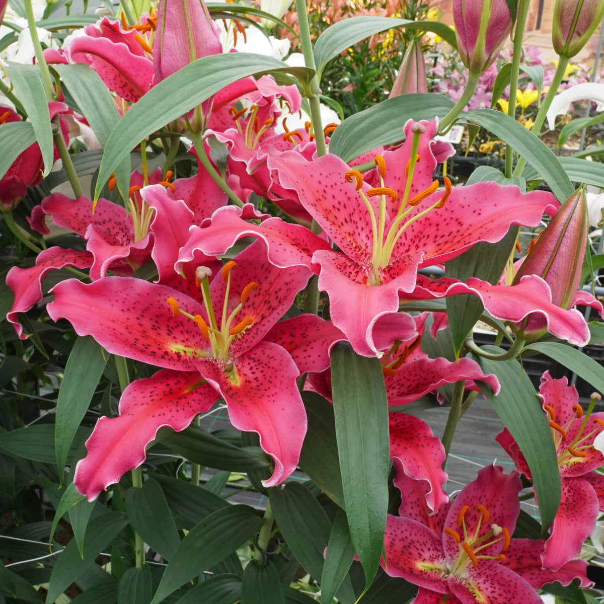 Lilium Gomera