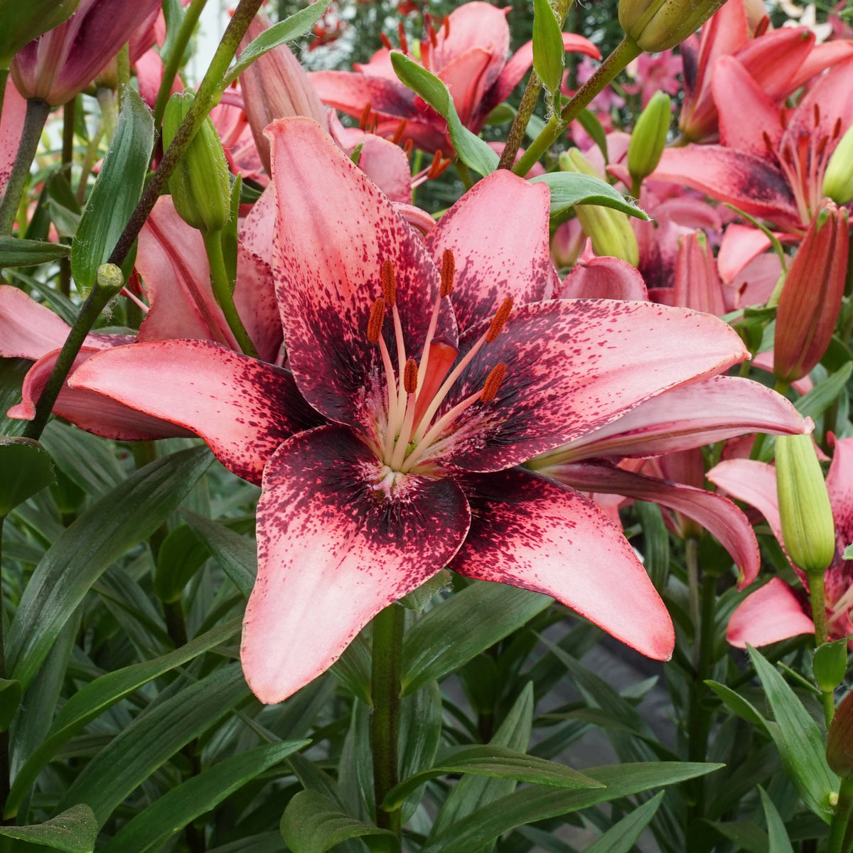 Lilium Purple Dream