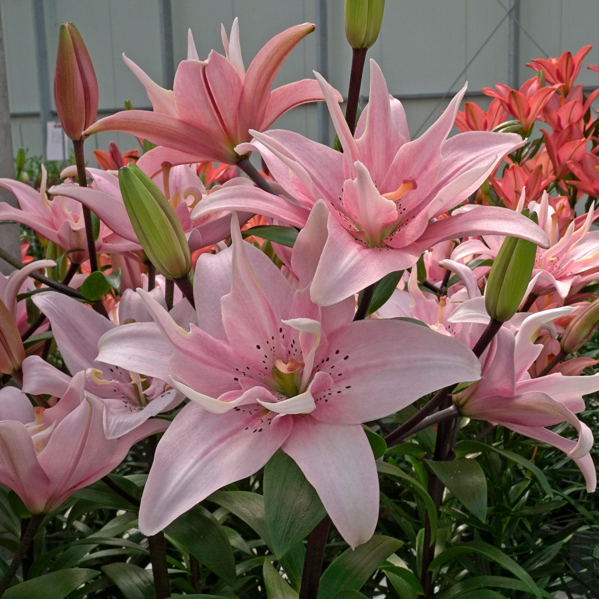 Lilium Elodie