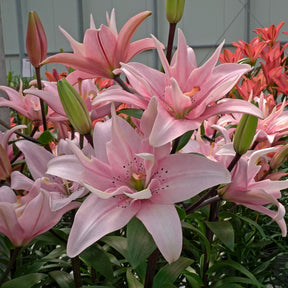 Lilium Elodie