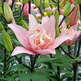 Lilium Elodie