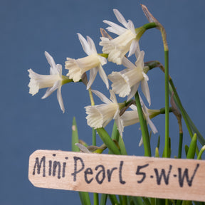 Mini Pearl