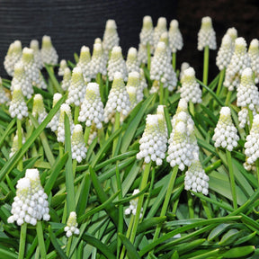 Muscari Siberian Tiger | White grape hyacinth