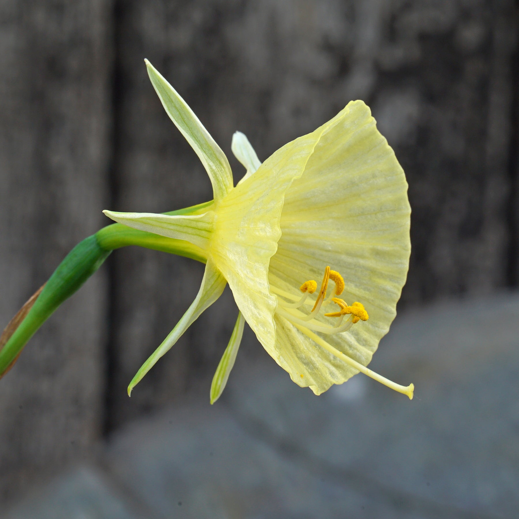 bulbocodium Tiny Tuba