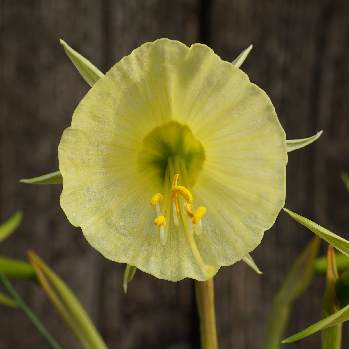 bulbocodium Tiny Tuba