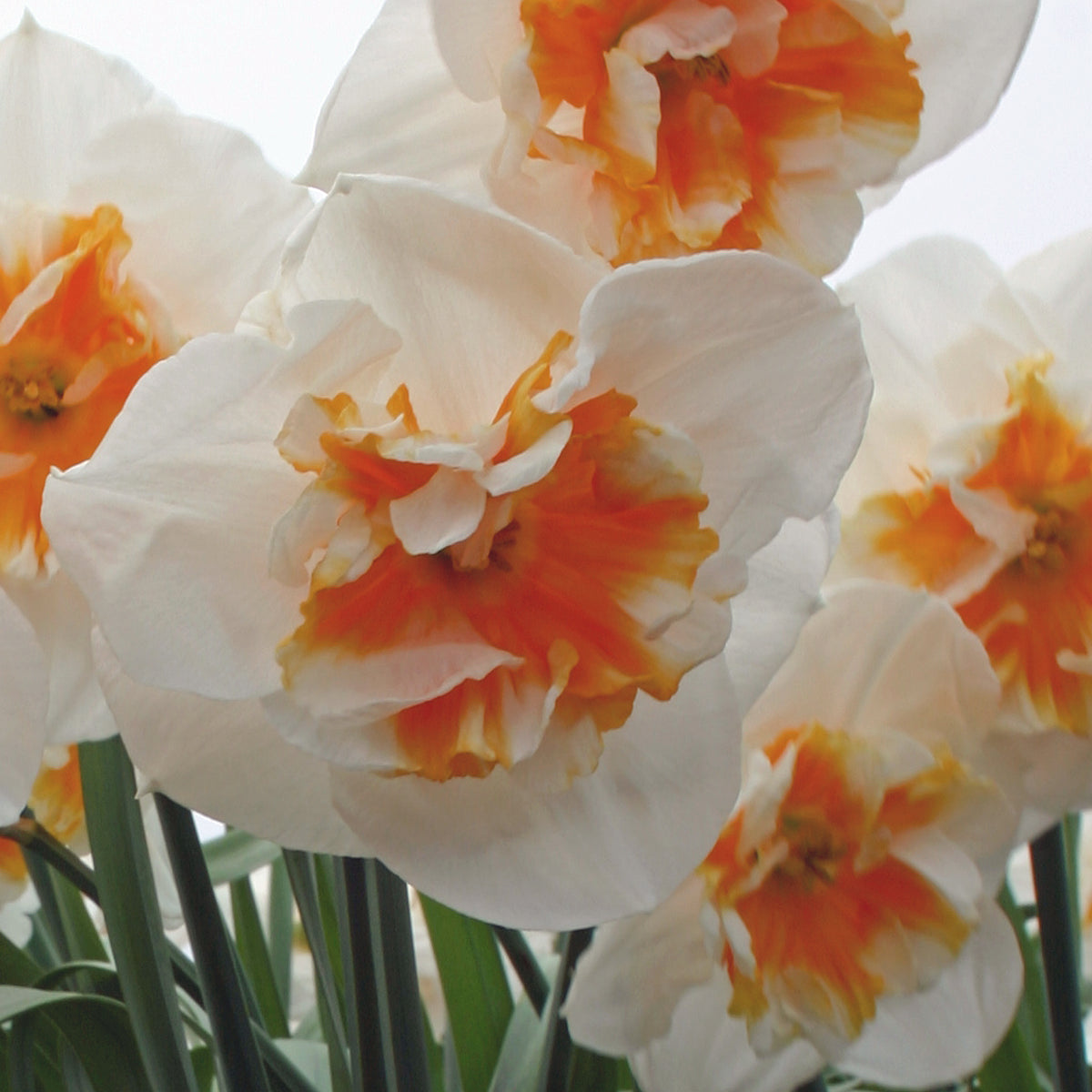 Dolly Mollinger - wit-oranje Split-cupped narcis - Fluwel