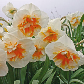 Dolly Mollinger