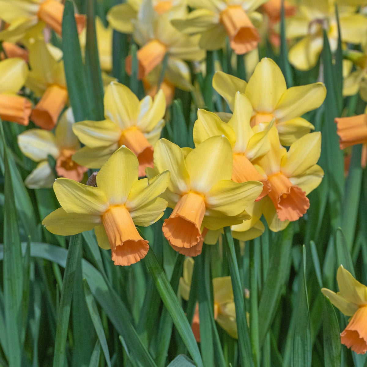 Fidan - geel-oranje Cyclamineus narcis - Fluwel