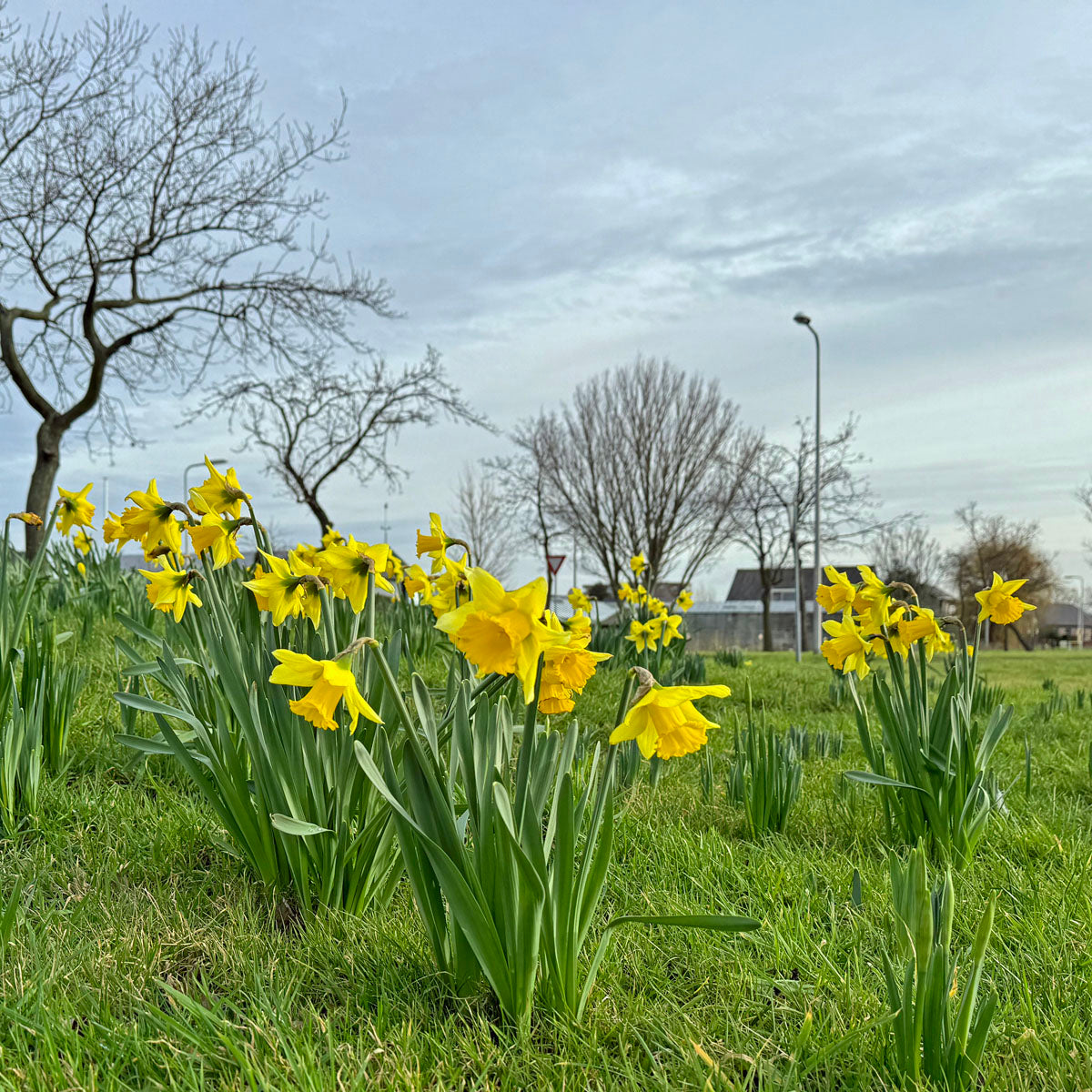Rijnveld's Early Sensation