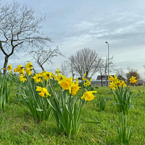 Rijnveld's Early Sensation