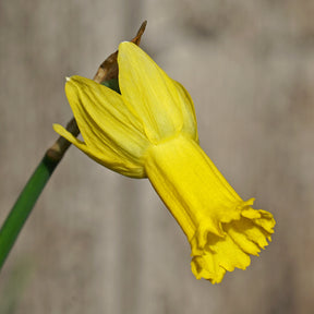 Spring Petals