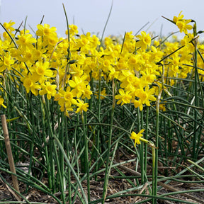 Narcissus willkommii | Yellow miniature Daffodil