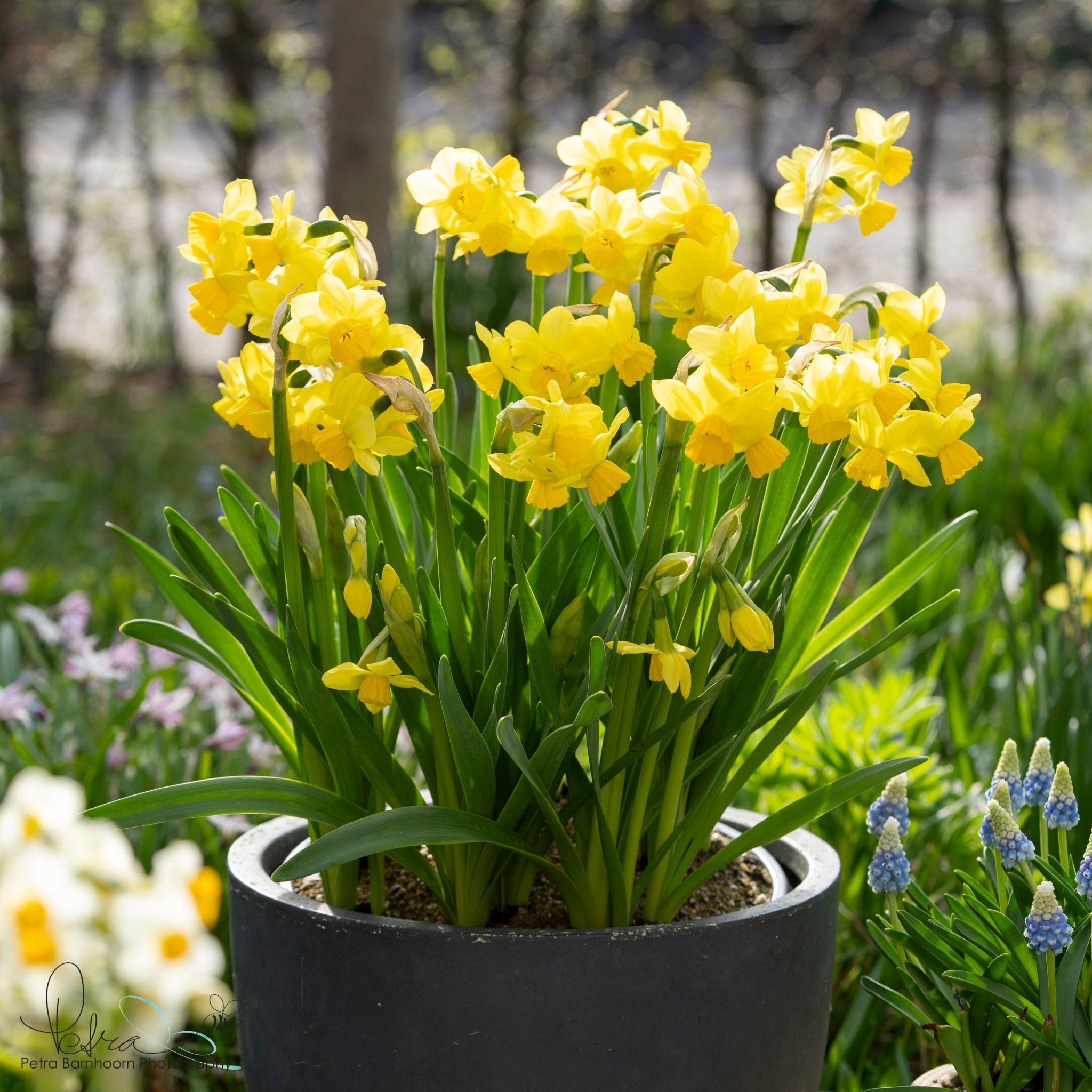 Cornish Chuckles - gele narcis - Fluwel