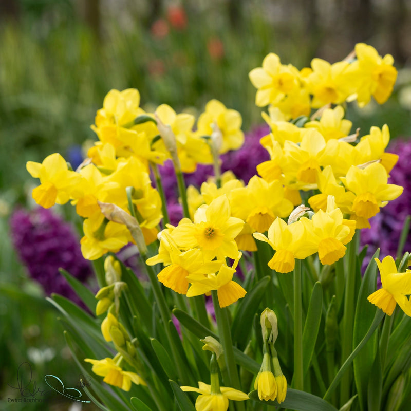 Narcissen
