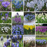 Spring flowering bulb mix of 14 different species