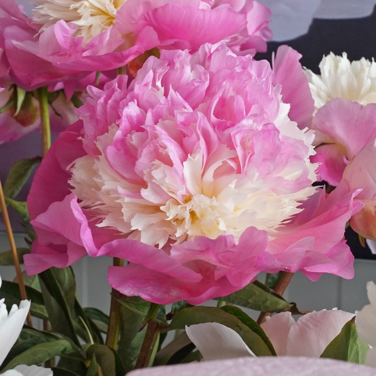 Peony She's My Star
