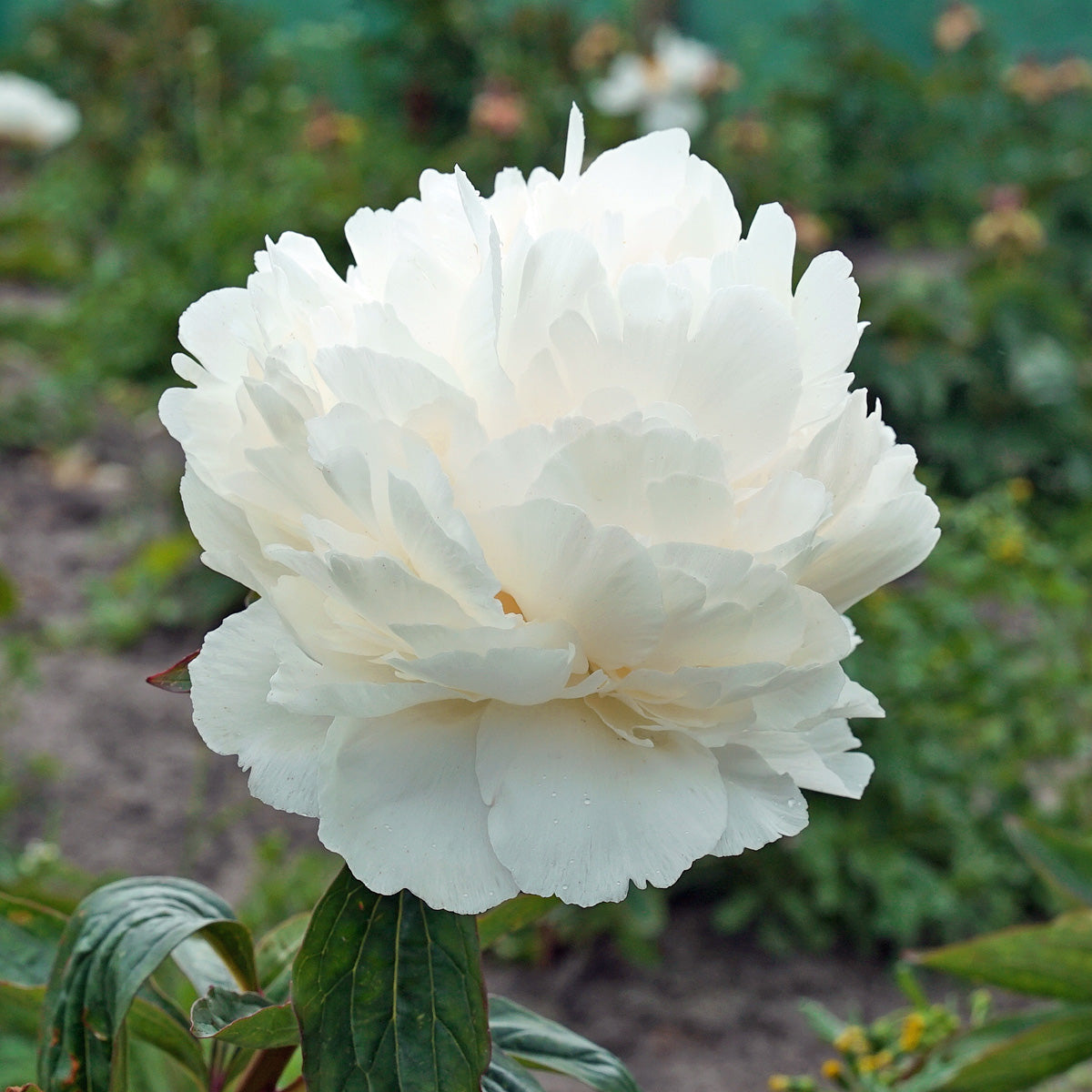 Peony Bowl of Cream