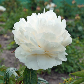 Peony Bowl of Cream