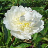 Peony Bridal Grace