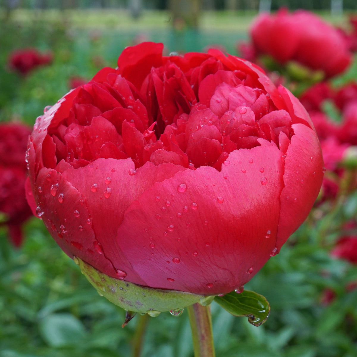 Peony Command Performance