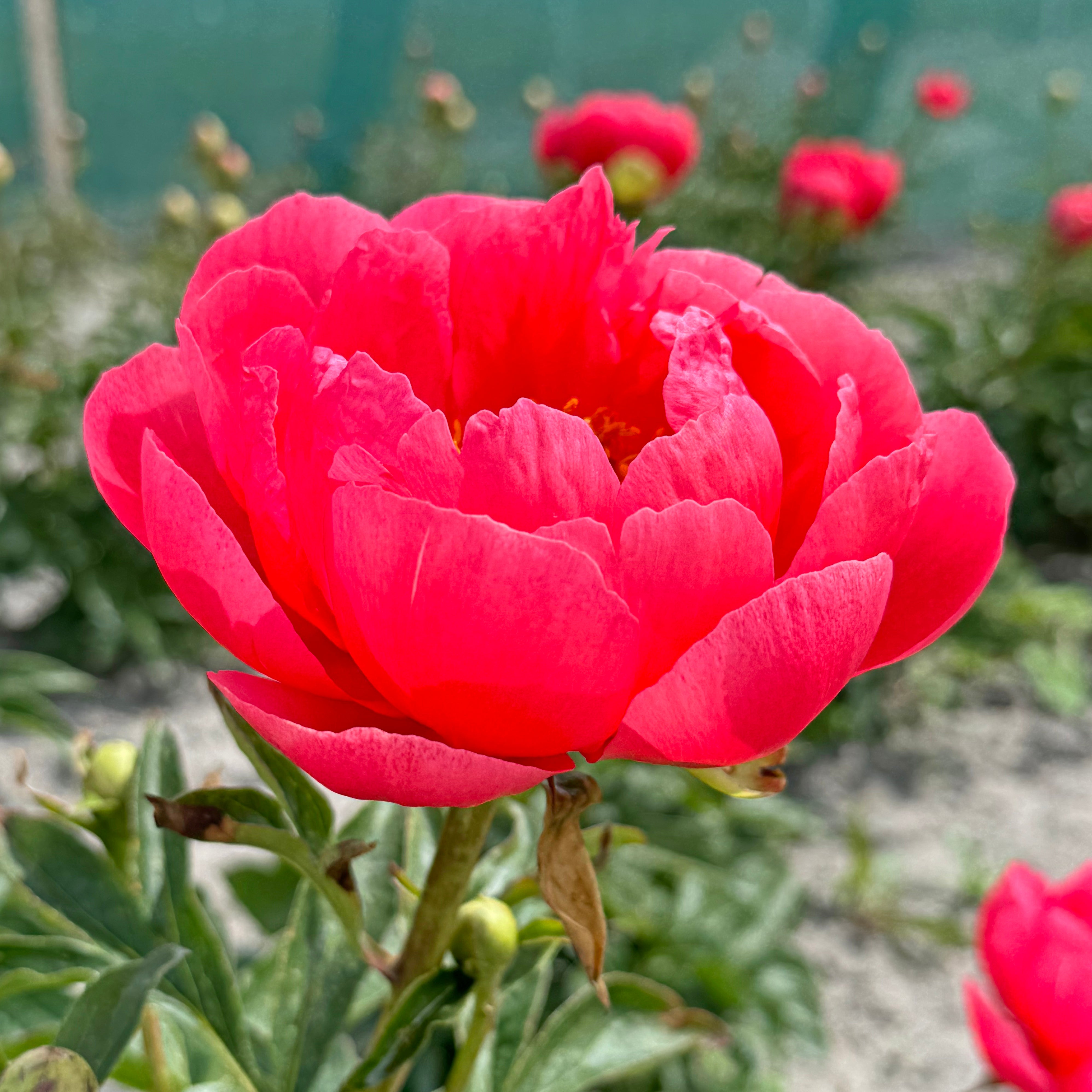 Peony Coral Magic