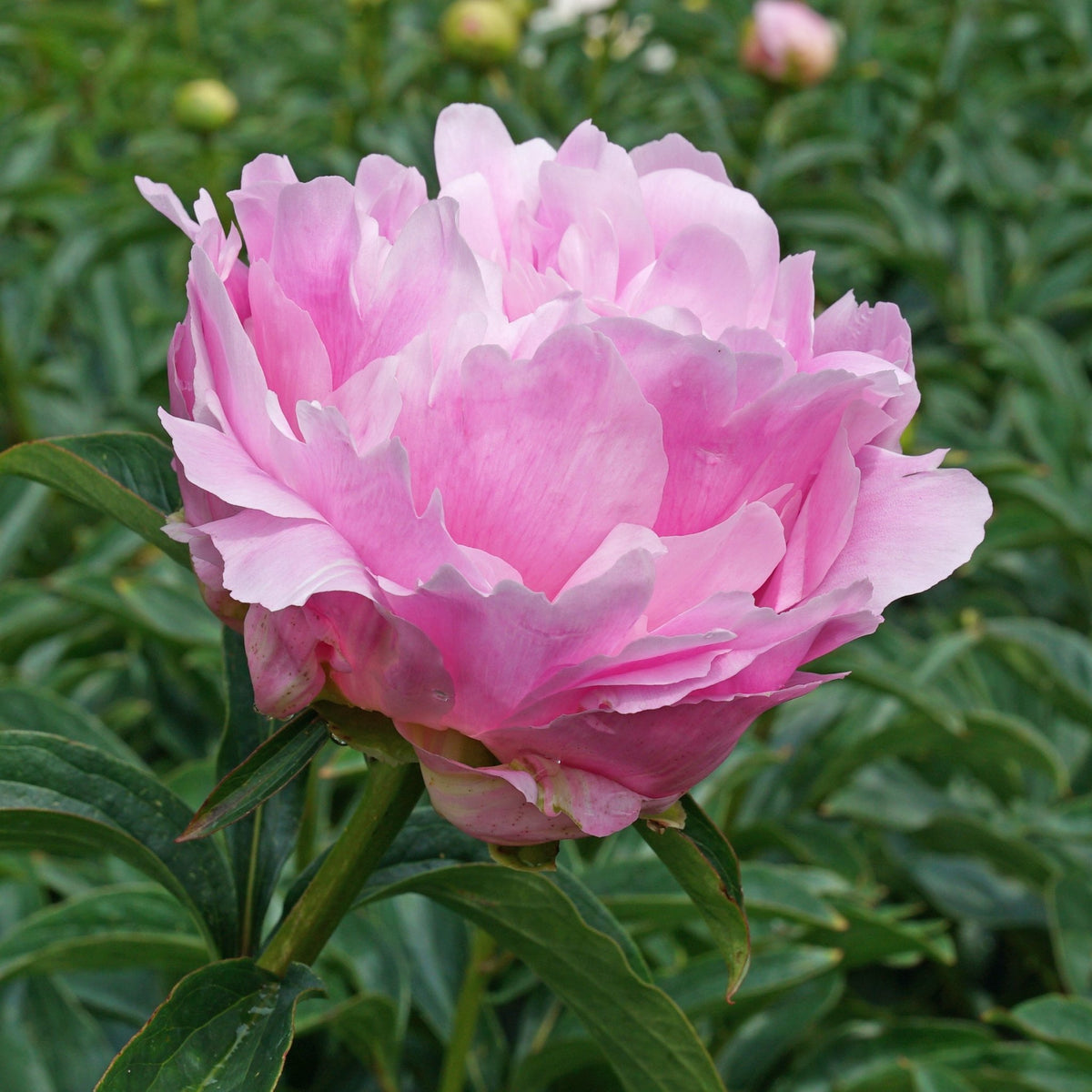 Peony Dinner Plate - roze pioenroos - Fluwel