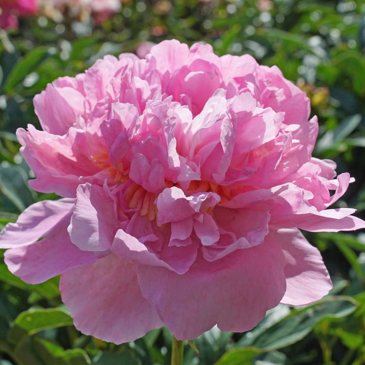 Peony Dinner Plate - roze pioenroos - Fluwel
