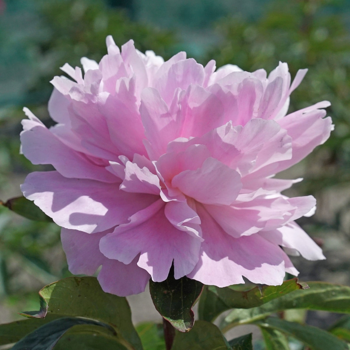 Peony Dinner Plate - roze pioenroos - Fluwel