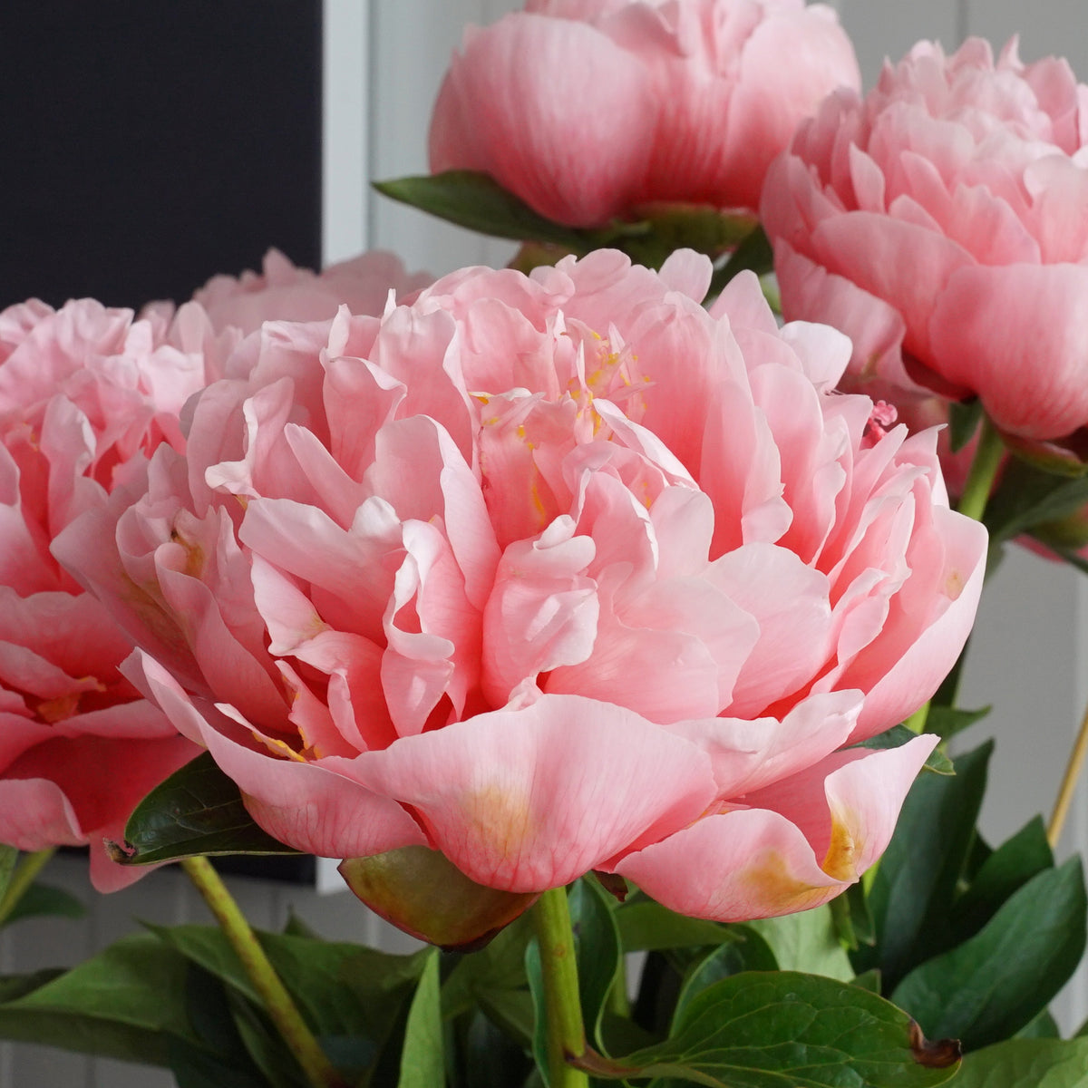 Peony Etched Salmon