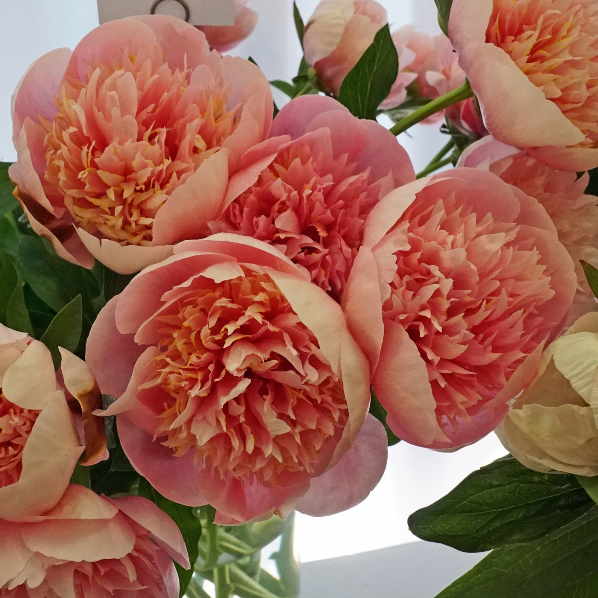 Peony Etched Salmon