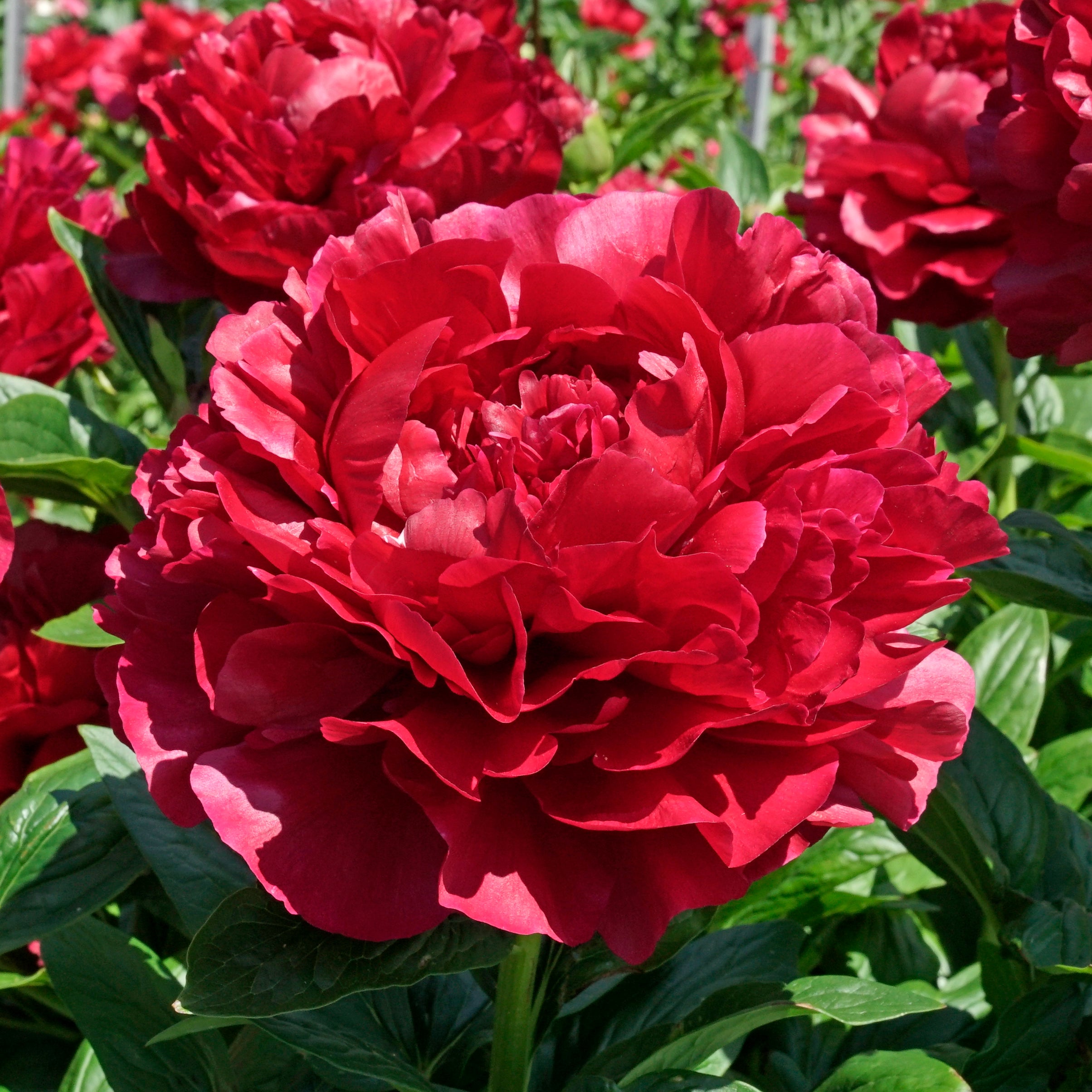Peony Henry Bockstoce