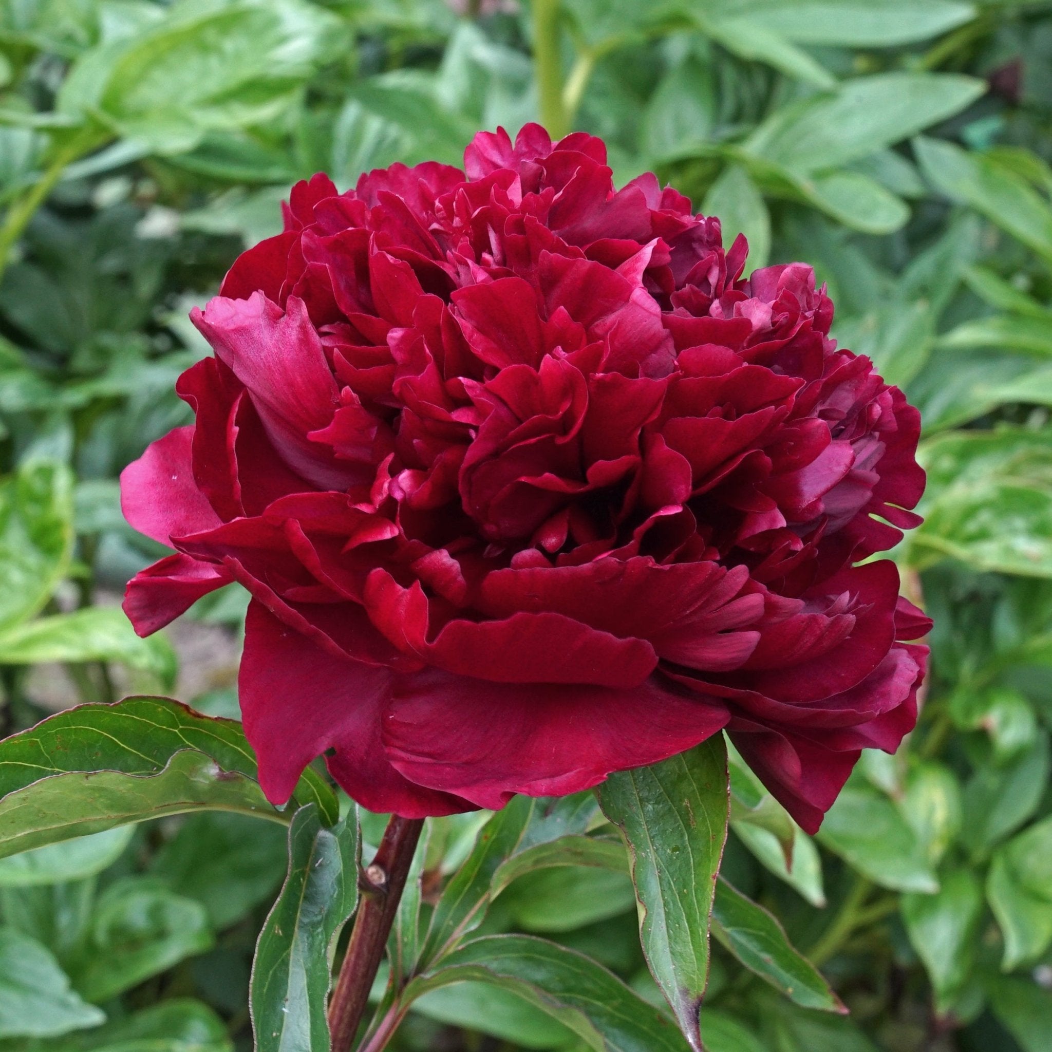 Peony Highlight - rode pioenroos - Fluwel