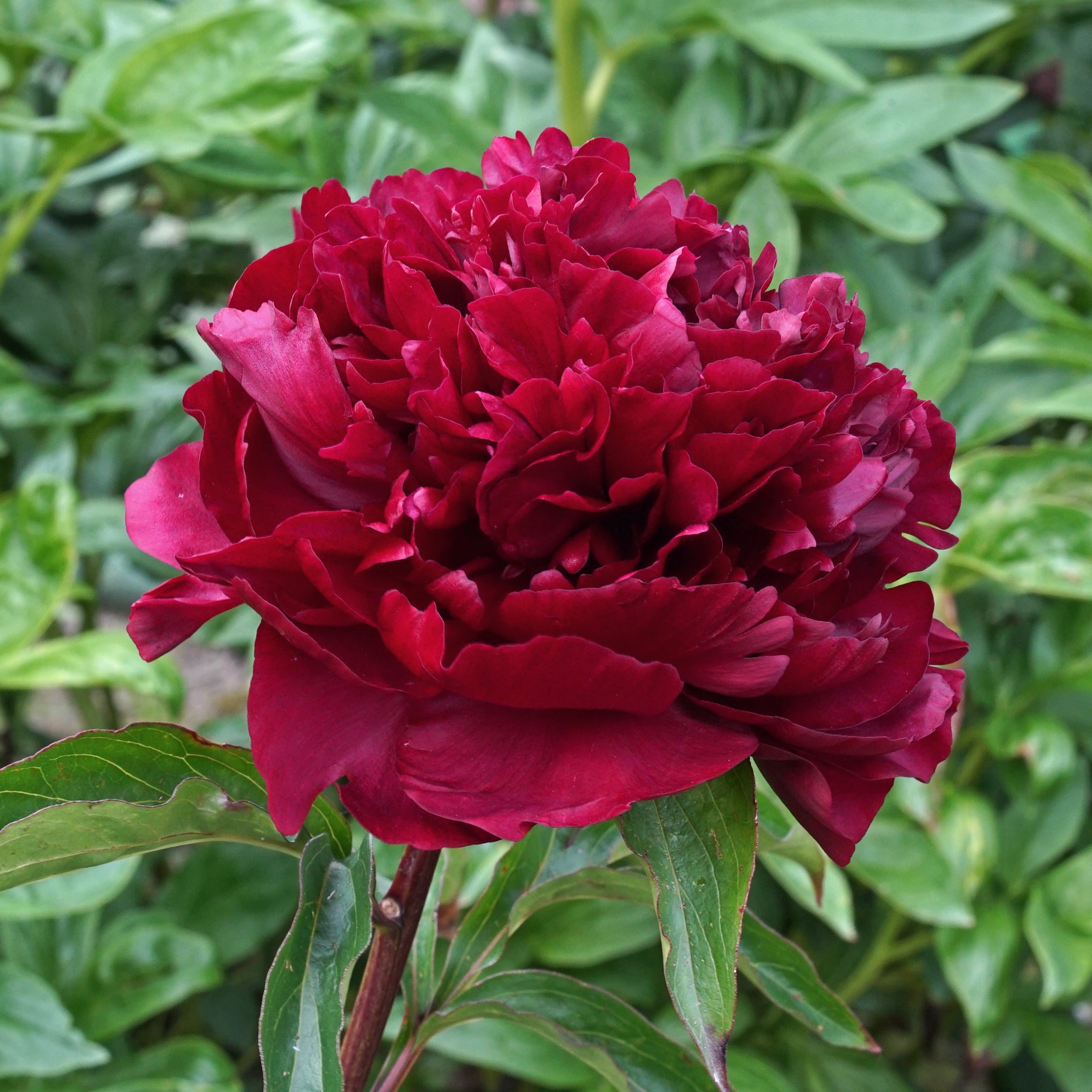 Peony Highlight
