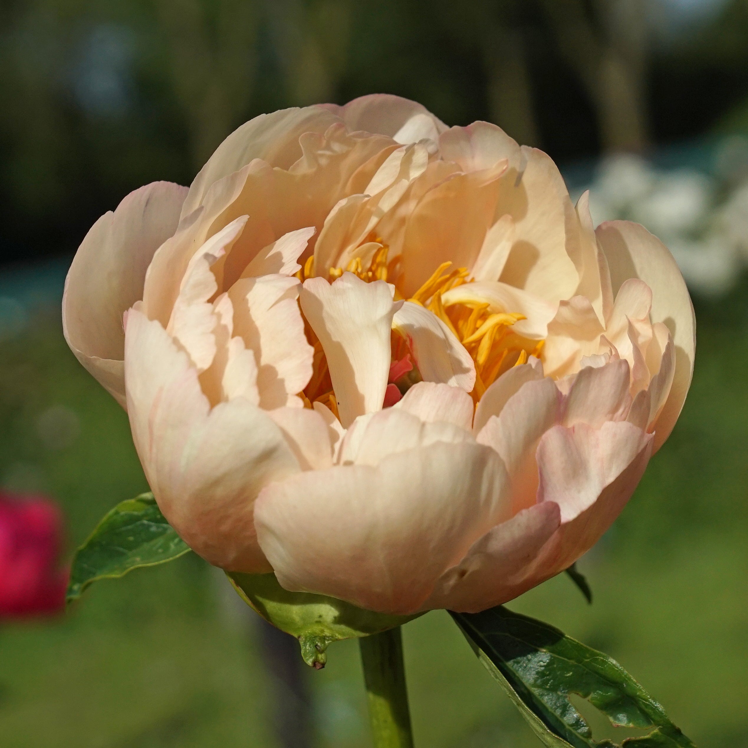 Peony King's Day