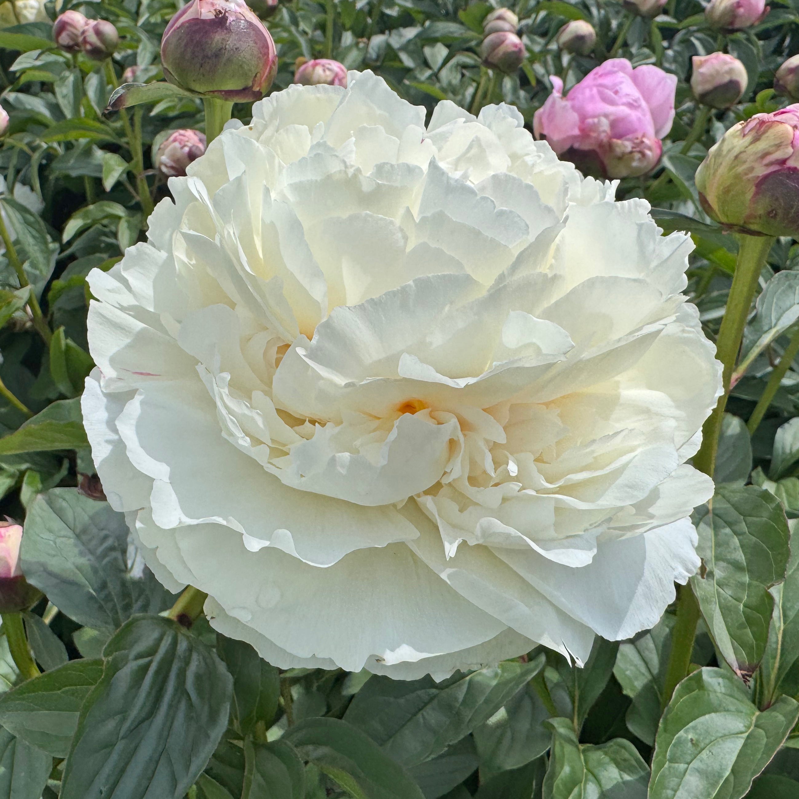 Peony Marshmallow Puff