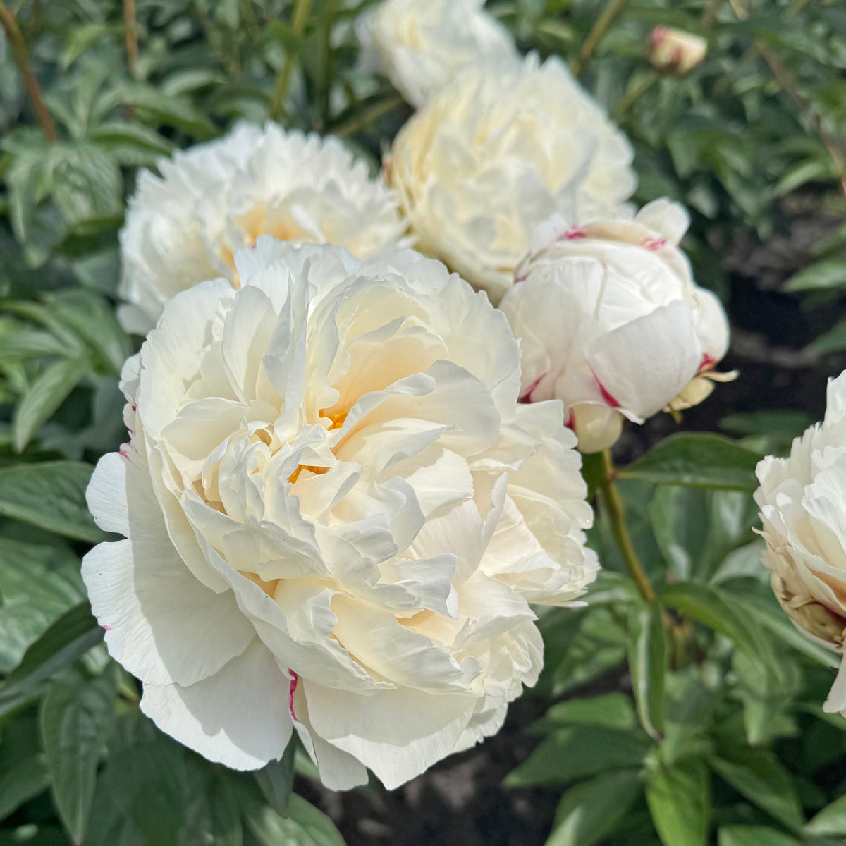 Peony Marshmallow Puff