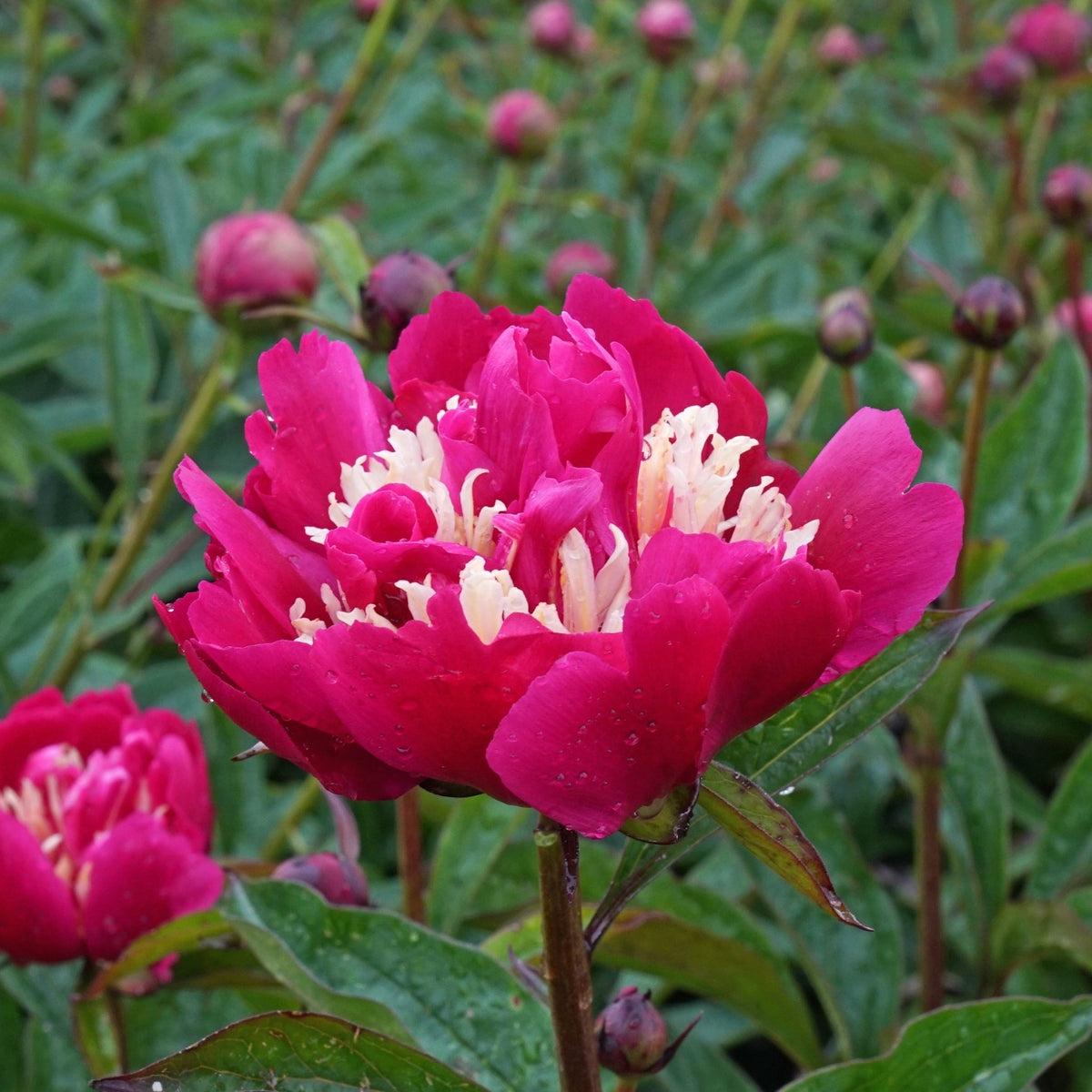 Peony Top Hat - meerkleurige pioenroos - Fluwel