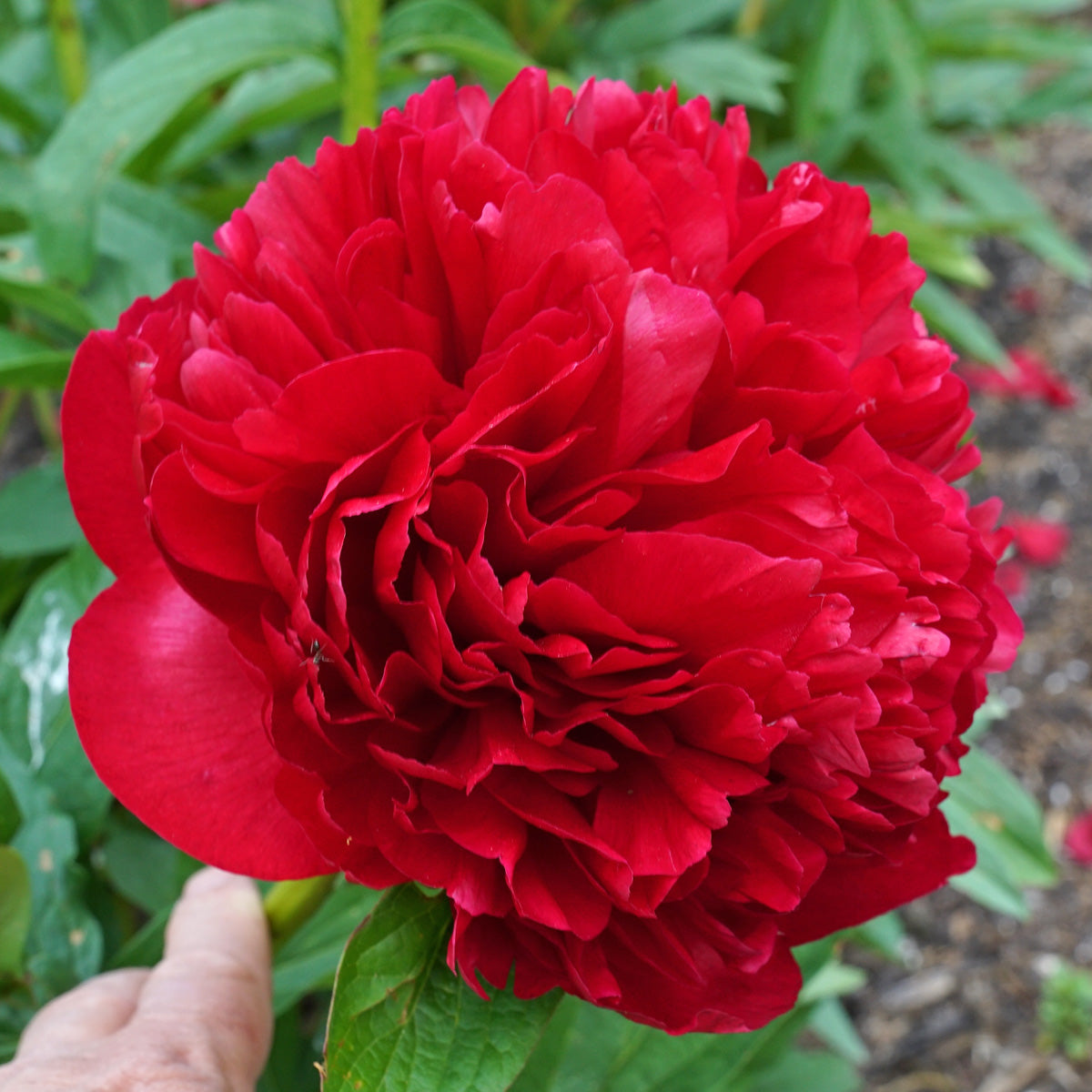 Peony Christmas Velvet