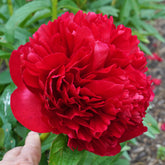 Peony Christmas Velvet