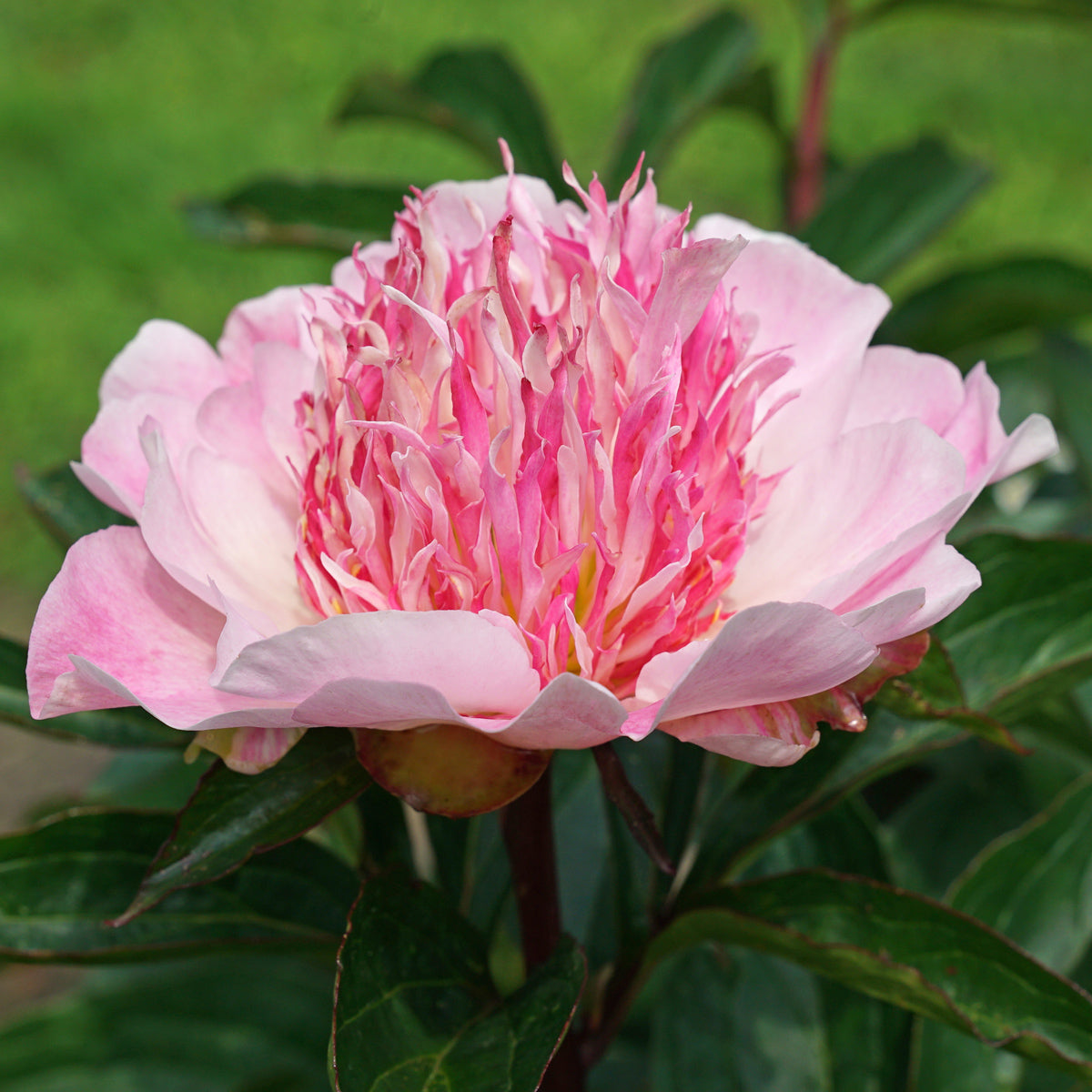 Peony Do Tell