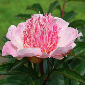 Peony Do Tell
