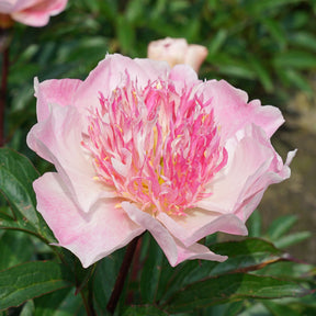 Peony Do Tell