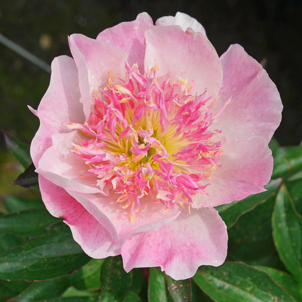 Peony Do Tell