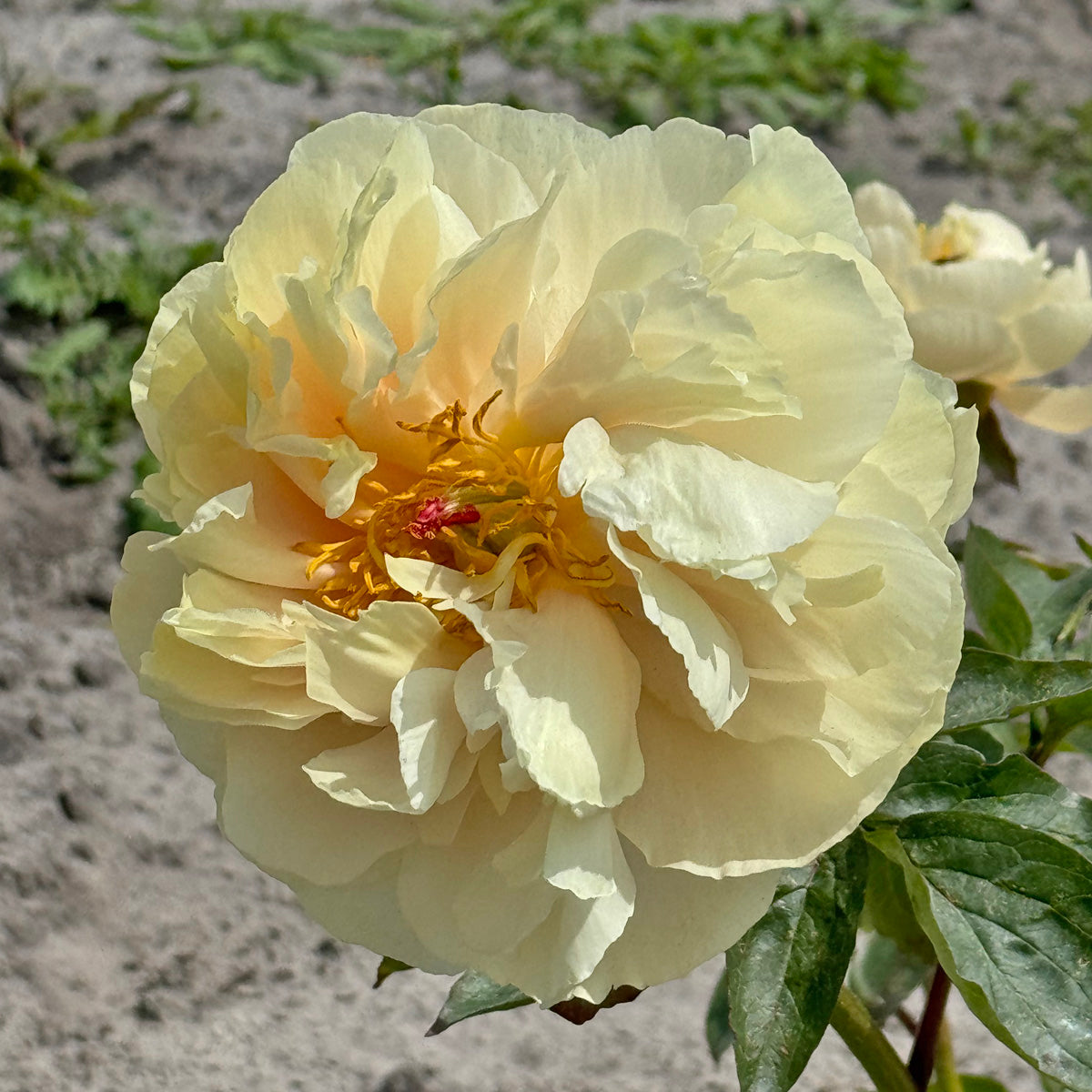 Peony Pastelelegance